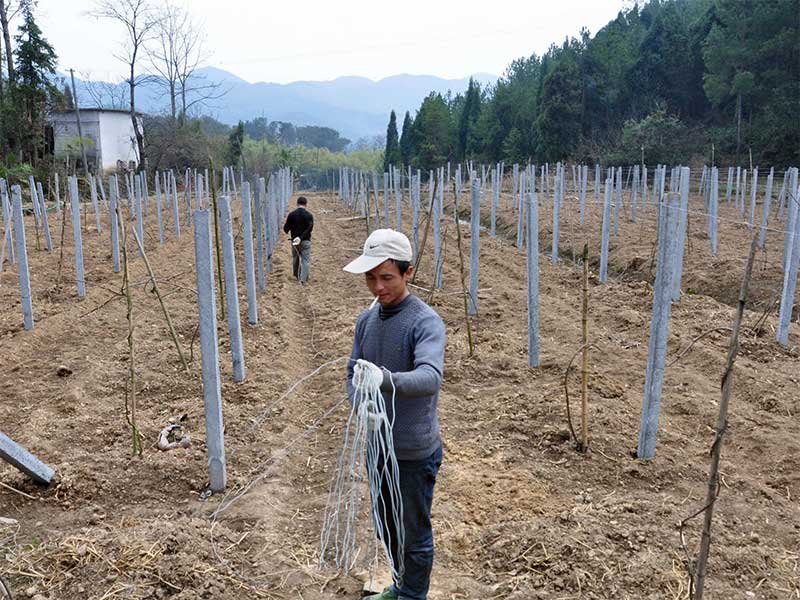 包塑絲應(yīng)用于獼猴桃搭架施工